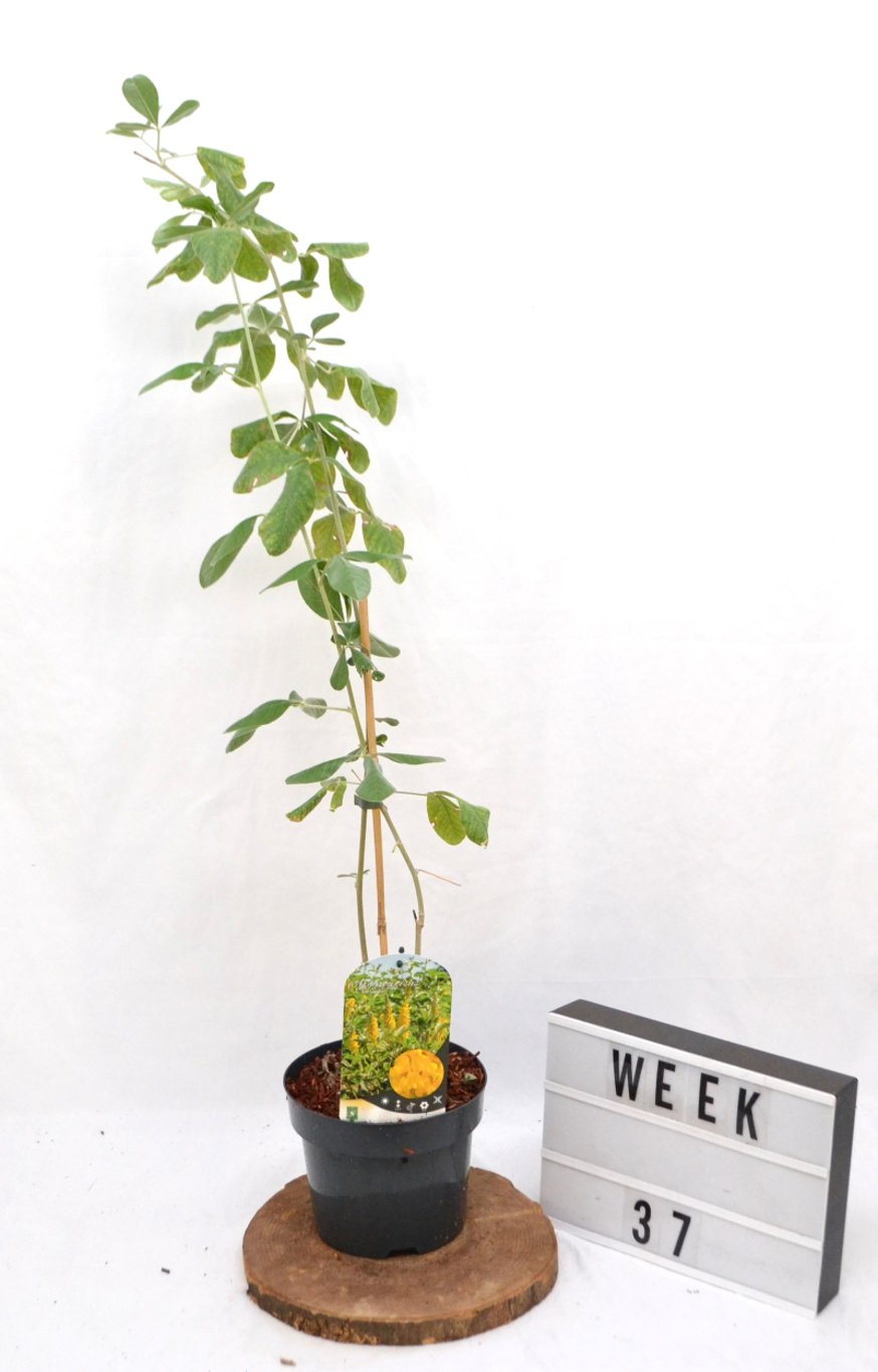 Argyrocytisus battandieri - C3 20-40 CM